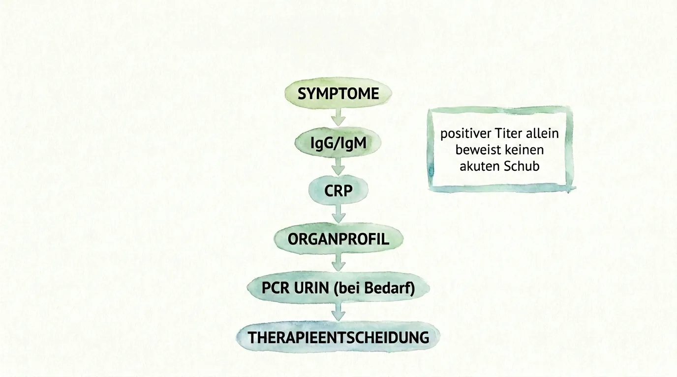 Infografik zum Diagnoseablauf bei E. cuniculi mit Symptomen, IgG, IgM, CRP, Organprofil, Urin-PCR und Therapieentscheidung.