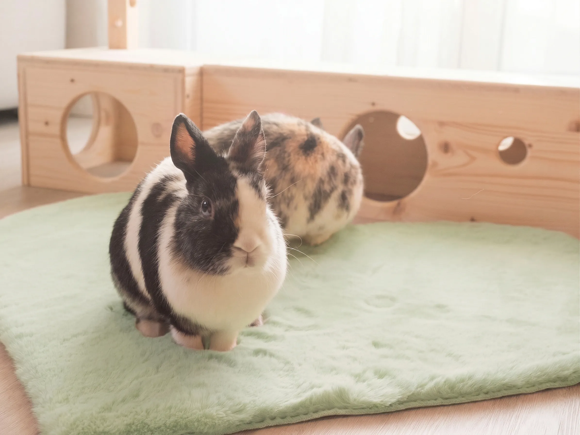 Artgerechte Kaninchen-Innenhaltung und gesundes Setup