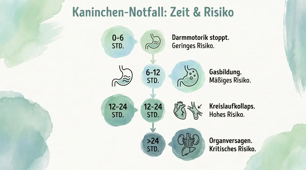 Infografik zum zeitkritischen Verlauf eines Kaninchen-Magen-Darm-Notfalls von gestörter Darmmotorik über Gasbildung bis zu Kreislaufkollaps und Organversagen.